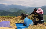 Đồng bào thu hoạch 